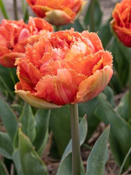 Tulipa Gefranjerd Dubbel Brisbane